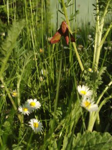 carré de biodiversité