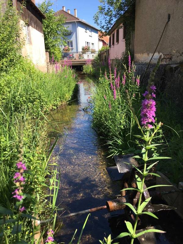 Jardin du Langert