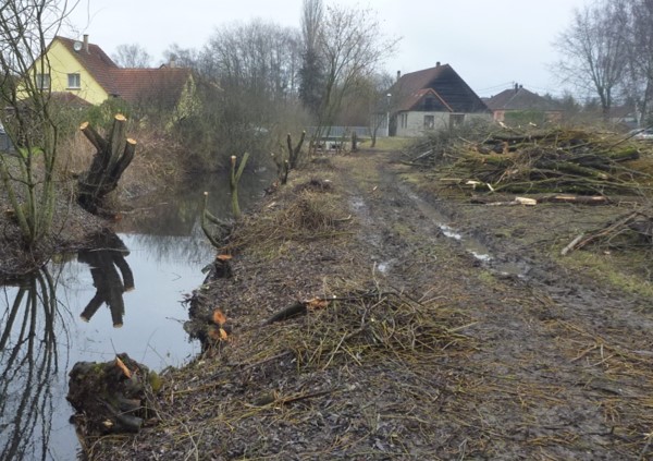 Bois biomasse ripisylve ruisseau