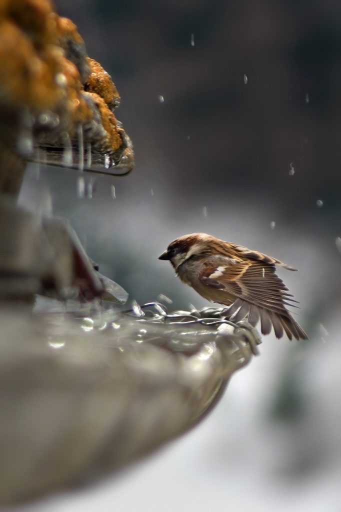 Moineau SDEA eau de pluie