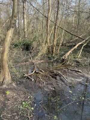 Chantier castor Hoelachgraben