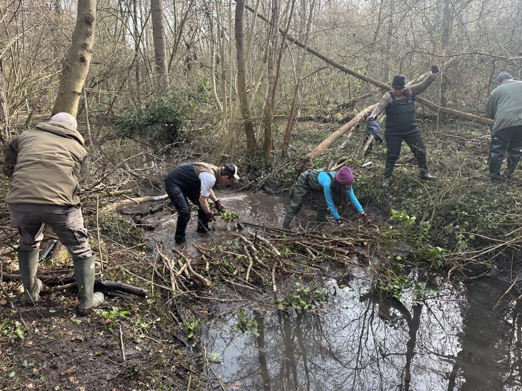 Chantier castor Hoelachgraben