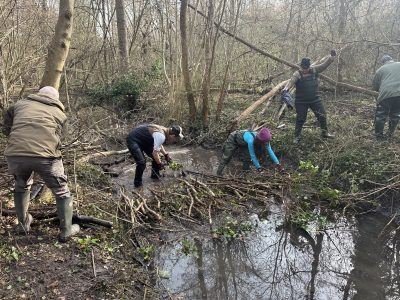 Chantier castor Hoelachgraben