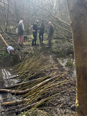 Chantier castor Hoelachgraben